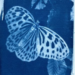 blue and white butterfly