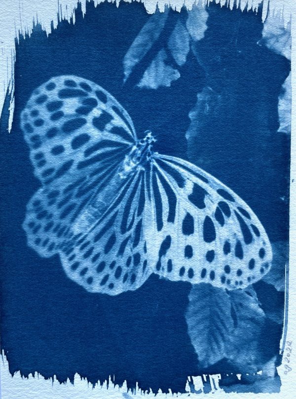 blue and white butterfly