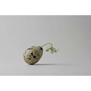 wildflower and birds egg