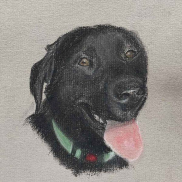 dog black lab pastels portrait