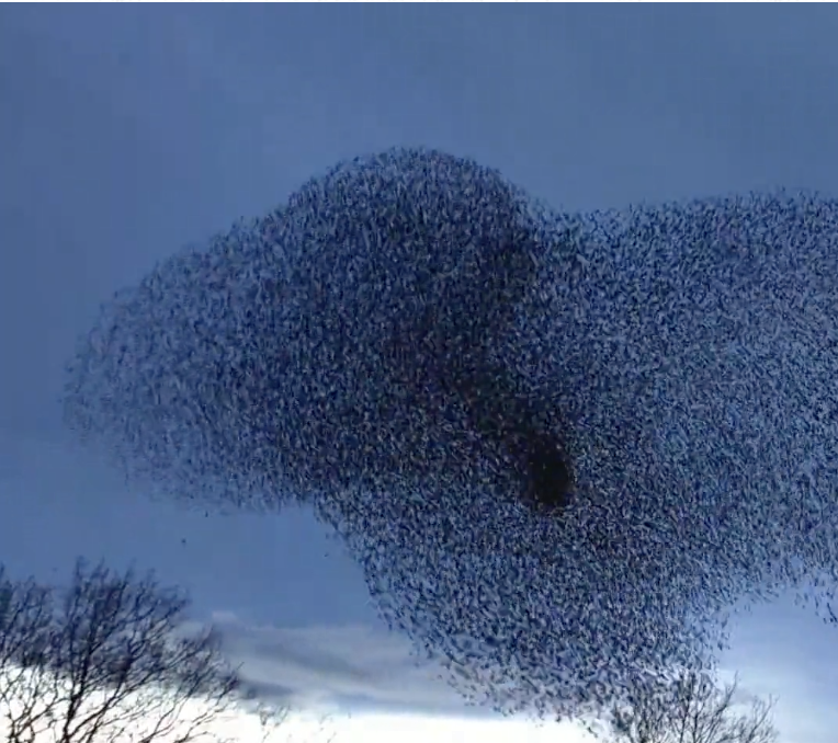 Murmuration Notelets Starling Murmurations