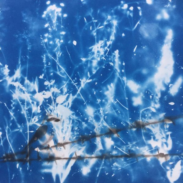 soot bird silhouettes barbed wire cyanotype blue black white wildflowers